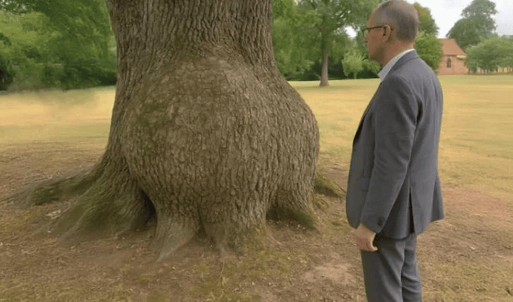 20 Jahre lang wuchs eine seltsame Beule an diesem Baum – als der Besitzer sie schließlich öffnete, wurde er kreidebleich